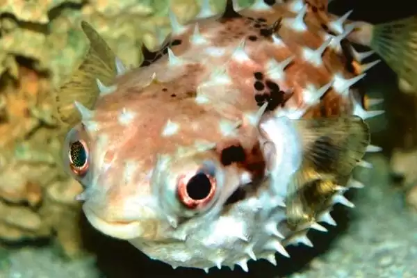 河豚属于淡水鱼还是海鱼呢,河豚为暖水性海洋底栖鱼类这一说法对吗插图3 河豚属于淡水鱼还是海鱼呢,河豚为暖水性海洋底栖鱼类这一说法对吗插图3
