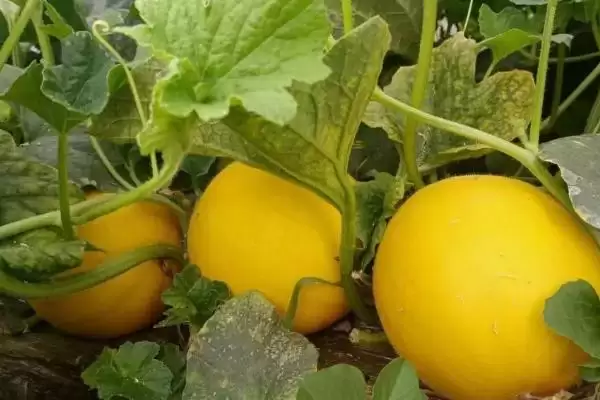黄河蜜瓜季节属性问题 ,黄河蜜瓜为何是夏季的水果插图1 黄河蜜瓜季节属性问题 ,黄河蜜瓜为何是夏季的水果插图1