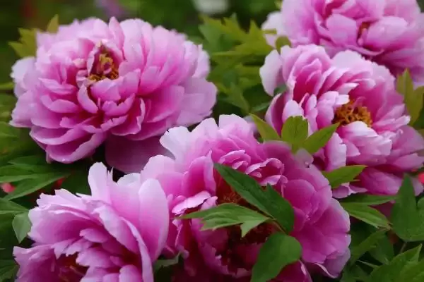 吉祥花种类问牡丹莲花是吗,吉祥花是哪种花,真的是这些吗?插图1 吉祥花种类问牡丹莲花是吗,吉祥花是哪种花,真的是这些吗?插图1