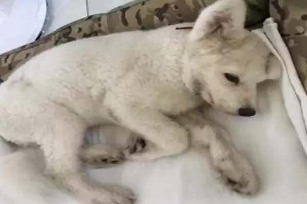 狗狗贫血是由何引起的,狗狗贫血是饮食或先天性疾病等原因导致吗插图4 狗狗贫血是由何引起的,狗狗贫血是饮食或先天性疾病等原因导致吗插图4