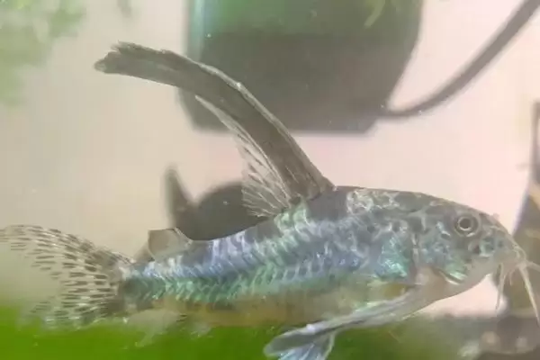 黄粉治鱼疾病对烂鳍出血有效,黄粉治疗鱼类什么病,治疗效果如何?插图2 黄粉治鱼疾病对烂鳍出血有效,黄粉治疗鱼类什么病,治疗效果如何?插图2