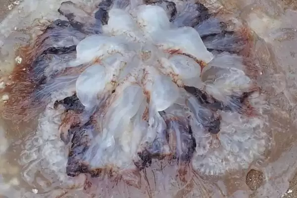 海蜇有没有毒性存在呢,海蜇部分品种毒性超强甚至可致命吗插图1 海蜇有没有毒性存在呢,海蜇部分品种毒性超强甚至可致命吗插图1