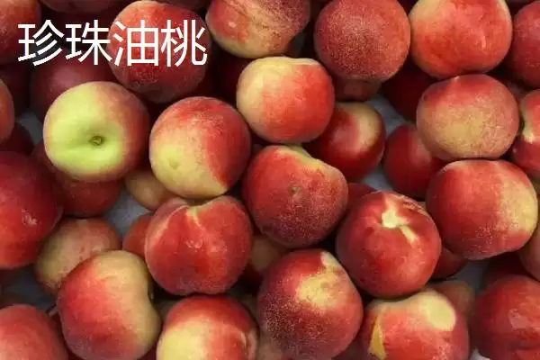 好吃的油桃有哪些品种呢,世纪之星油桃果肉金黄、口感清脆甜美吗插图1 好吃的油桃有哪些品种呢,世纪之星油桃果肉金黄、口感清脆甜美吗插图1
