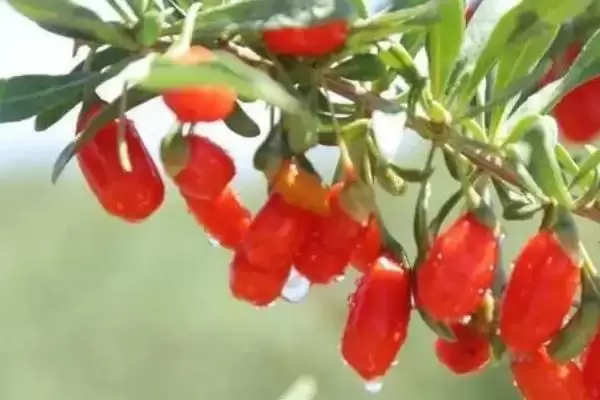 枸杞的产地主要在哪里呢,不同品种枸杞的产地有区别吗插图2 枸杞的产地主要在哪里呢,不同品种枸杞的产地有区别吗插图2