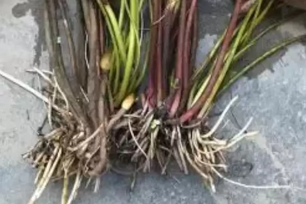 荷花有哪些特点和特性呢,荷花叶子形状为圆形盾状是其特点吗插图1 荷花有哪些特点和特性呢,荷花叶子形状为圆形盾状是其特点吗插图1