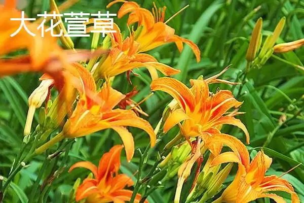 黄花菜与萱草叶片花期花朵咋异,黄花菜和大花萱草的区别,差异在哪呢?插图2 黄花菜与萱草叶片花期花朵咋异,黄花菜和大花萱草的区别,差异在哪呢?插图2