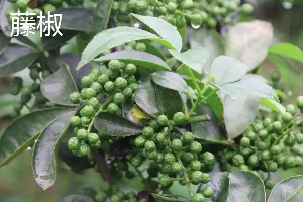 花椒藤椒产地真的各地都有分布,花椒与藤椒的产地,我国各地都有吗?插图2 花椒藤椒产地真的各地都有分布,花椒与藤椒的产地,我国各地都有吗?插图2