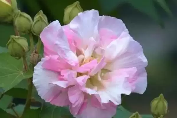 芙蓉花与荷花区别 ,芙蓉花和荷花是同一种植物插图1 芙蓉花与荷花区别 ,芙蓉花和荷花是同一种植物插图1
