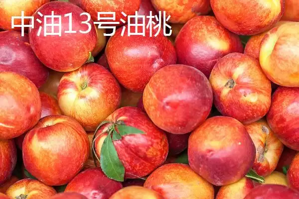 好吃的油桃有哪些品种呢,世纪之星油桃果肉金黄、口感清脆甜美吗插图9 好吃的油桃有哪些品种呢,世纪之星油桃果肉金黄、口感清脆甜美吗插图9