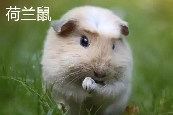 荷兰鼠和荷兰猪有何区别呢,荷兰鼠和荷兰猪只是各地称呼不同而已吗插图1 荷兰鼠和荷兰猪有何区别呢,荷兰鼠和荷兰猪只是各地称呼不同而已吗插图1