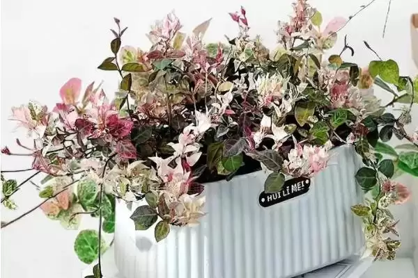 花叶络石养护9-10月追肥磷钾,花叶络石日常养护方法,追肥时间对吗?插图2 花叶络石养护9-10月追肥磷钾,花叶络石日常养护方法,追肥时间对吗?插图2