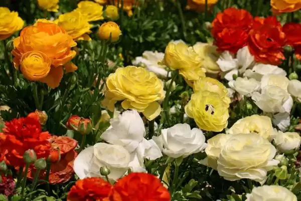花毛茛繁殖法块根放湿沙能繁殖,花毛茛怎么繁殖,块根放湿沙可行吗?插图4 花毛茛繁殖法块根放湿沙能繁殖,花毛茛怎么繁殖,块根放湿沙可行吗?插图4