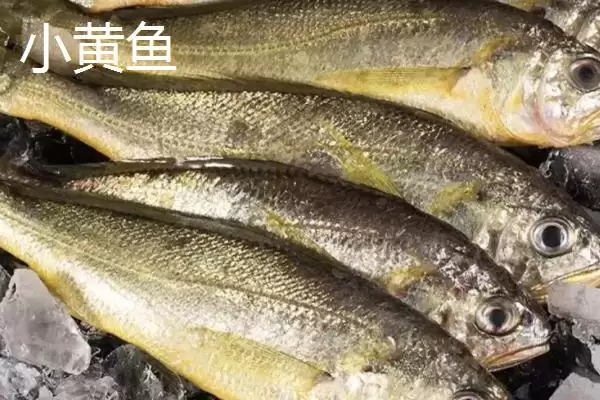 黄花鱼价格数15-25元一斤贵,黄花鱼的价格,这个价格区间合理吗?插图3 黄花鱼价格数15-25元一斤贵,黄花鱼的价格,这个价格区间合理吗?插图3