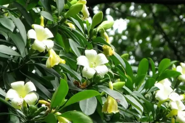 灰莉开花时间4-8月间开花,灰莉何时开花,固定这个时段吗?插图3 灰莉开花时间4-8月间开花,灰莉何时开花,固定这个时段吗?插图3