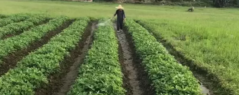 花生病虫害防治中后期咋防不同病害,花生中后期病虫害如何防治,方法有效?插图 花生病虫害防治中后期咋防不同病害,花生中后期病虫害如何防治,方法有效?插图