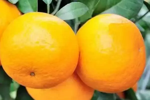 柑橘植物基本简介 ,柑橘是一种怎样的植物,包含哪些种插图1 柑橘植物基本简介 ,柑橘是一种怎样的植物,包含哪些种插图1