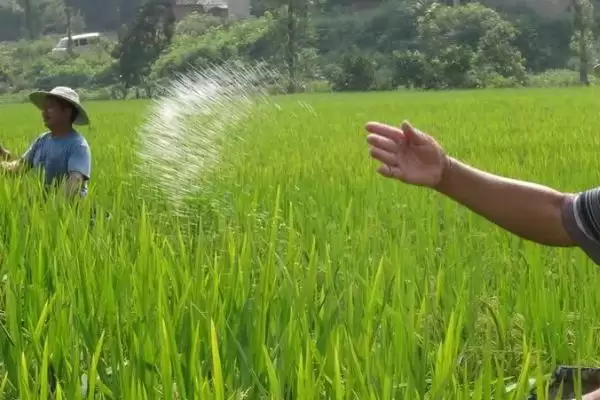 过磷酸钙有几种施用方式呢,过磷酸钙可作基肥等多种方式施用吗插图3 过磷酸钙有几种施用方式呢,过磷酸钙可作基肥等多种方式施用吗插图3