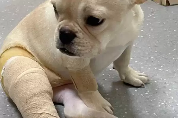 狗狗骨折了有啥症状,狗狗骨折会疼痛、敏感且腿部受力不均吗插图1 狗狗骨折了有啥症状,狗狗骨折会疼痛、敏感且腿部受力不均吗插图1