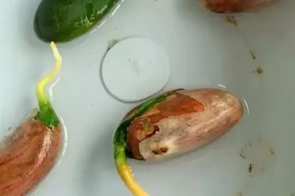 菠萝蜜核的水培方法是怎样呢,菠萝蜜核如何水培插图4 菠萝蜜核的水培方法是怎样呢,菠萝蜜核如何水培插图4