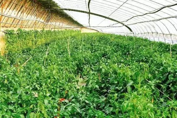 海椒长燕虫如何处理好呢,海椒长燕虫可用黄板或洗衣粉诱杀吗插图2 海椒长燕虫如何处理好呢,海椒长燕虫可用黄板或洗衣粉诱杀吗插图2