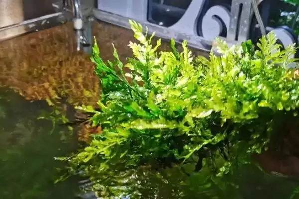 黑木蕨和青木蕨的区别在哪,黑木蕨和青木蕨在生长速度和栽植方式不同吗插图3 黑木蕨和青木蕨的区别在哪,黑木蕨和青木蕨在生长速度和栽植方式不同吗插图3