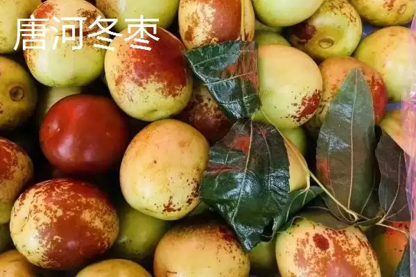 河南唐河县的特产是什么呢,河南唐河县的栀子品质上乘是特产之一吗插图8 河南唐河县的特产是什么呢,河南唐河县的栀子品质上乘是特产之一吗插图8