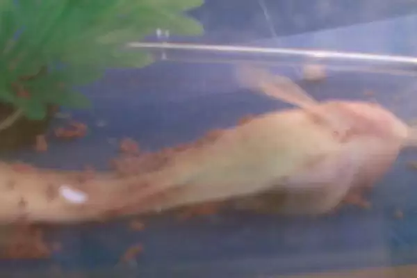 换水后鱼死亡死鱼捞出就可以,换水后鱼死了怎么处理,正确处理方式?插图1 换水后鱼死亡死鱼捞出就可以,换水后鱼死了怎么处理,正确处理方式?插图1