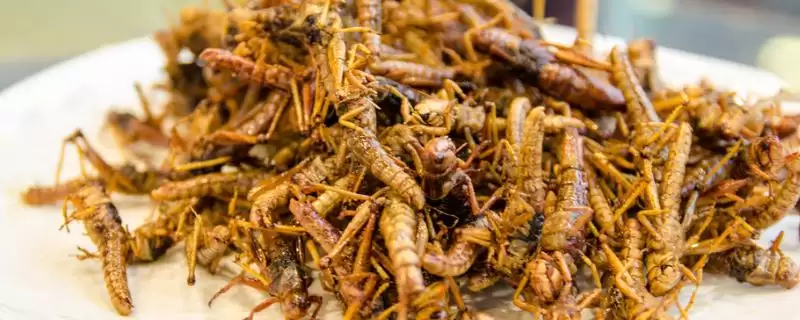 蝗虫可食用否天津人爱油炸蝗,蝗虫能不能吃,真有这种吃法?插图 蝗虫可食用否天津人爱油炸蝗,蝗虫能不能吃,真有这种吃法?插图
