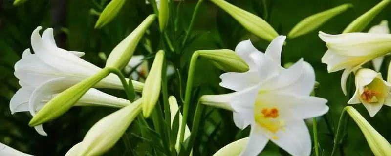 百合花盆栽养殖,百合花盆栽应如何进行养殖插图 百合花盆栽养殖,百合花盆栽应如何进行养殖插图