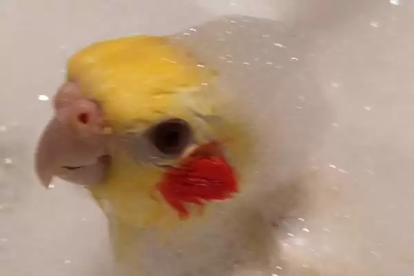给鹦鹉洗澡水温问题 ,给鹦鹉洗澡该用热水还是冷水插图5 给鹦鹉洗澡水温问题 ,给鹦鹉洗澡该用热水还是冷水插图5