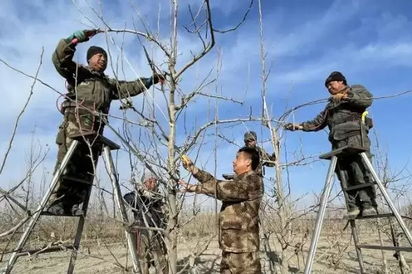 果园修剪时间在什么时候呢,果园修剪时间分为冬、春、夏季剪枝吗插图1 果园修剪时间在什么时候呢,果园修剪时间分为冬、春、夏季剪枝吗插图1