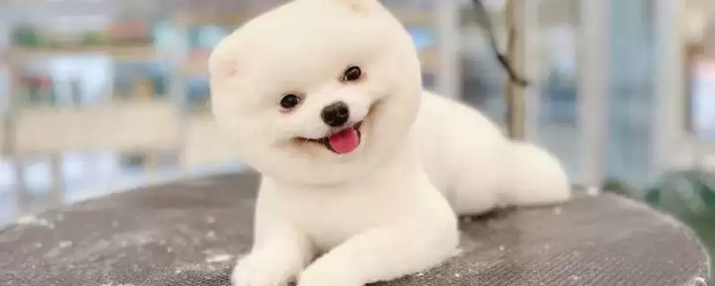 狗狗得关节炎后咋护理,狗狗得关节炎需控体重和运动量吗插图 狗狗得关节炎后咋护理,狗狗得关节炎需控体重和运动量吗插图