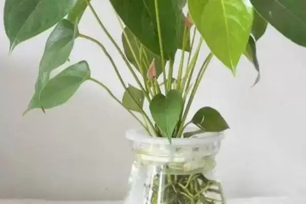 红掌能进行水培这种方式吗,红掌进行水培保持环境湿润很重要吗插图5 红掌能进行水培这种方式吗,红掌进行水培保持环境湿润很重要吗插图5