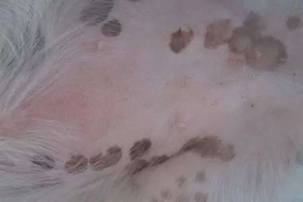 狗狗过敏性皮炎因何而起,狗狗过敏性皮炎由喂食、光照、寄生虫等引起吗插图1 狗狗过敏性皮炎因何而起,狗狗过敏性皮炎由喂食、光照、寄生虫等引起吗插图1
