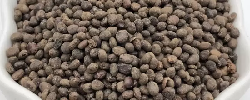 急性子种植法春秋季播种可行,急性子的种植方法，播种时间合适吗？-会东网