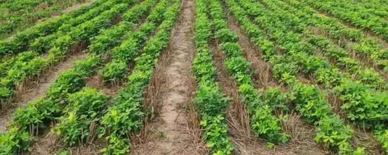 河南花生的产量情况如何呢,目前河南花生产量处于逐渐增加的趋势吗-会东网