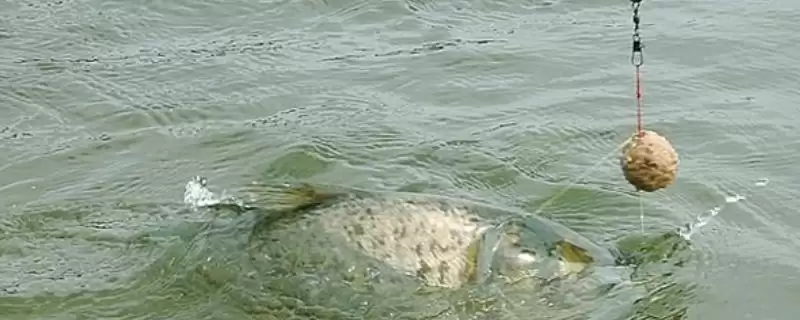 海竿可以浮钓鲢鳙鱼吗,海竿浮钓鲢鱼相对来说比较容易吗-会东网
