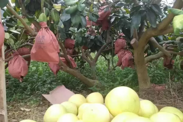 红肉蜜柚的施肥方法是什么呢,红肉蜜柚可土壤施肥或根外追肥来施肥吗插图2 红肉蜜柚的施肥方法是什么呢,红肉蜜柚可土壤施肥或根外追肥来施肥吗插图2