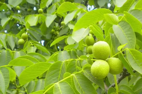核桃树几年才能结果实呢,核桃实生苗结果需要5-10年的时间吗插图2 核桃树几年才能结果实呢,核桃实生苗结果需要5-10年的时间吗插图2