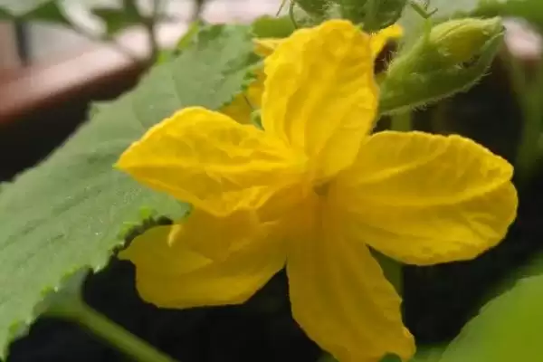 黄瓜只开雄花处理方法 ,平时控温遮光能解决黄瓜只开雄花插图3 黄瓜只开雄花处理方法 ,平时控温遮光能解决黄瓜只开雄花插图3