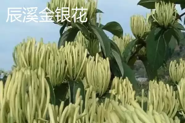 怀化辰溪特产油茶种植面积广吗,怀化辰溪的特产，当地油茶情况如何？插图3