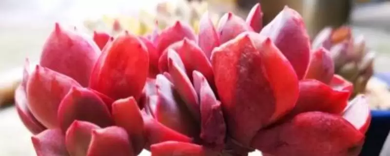 红化妆的浇水方法是什么呢,红化妆不同季节的浇水方式有所不同吗插图 红化妆的浇水方法是什么呢,红化妆不同季节的浇水方式有所不同吗插图
