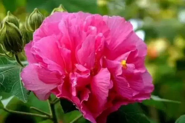 芙蓉花花语含义 ,芙蓉花的花语具有什么意义和内插图3 芙蓉花花语含义 ,芙蓉花的花语具有什么意义和内插图3