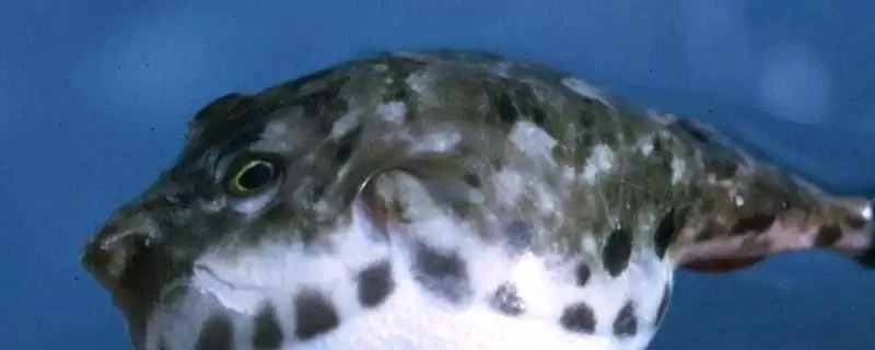 河豚的价格一般是多少钱呢,河豚一般价格在35-80元一斤这个范围吗插图 河豚的价格一般是多少钱呢,河豚一般价格在35-80元一斤这个范围吗插图