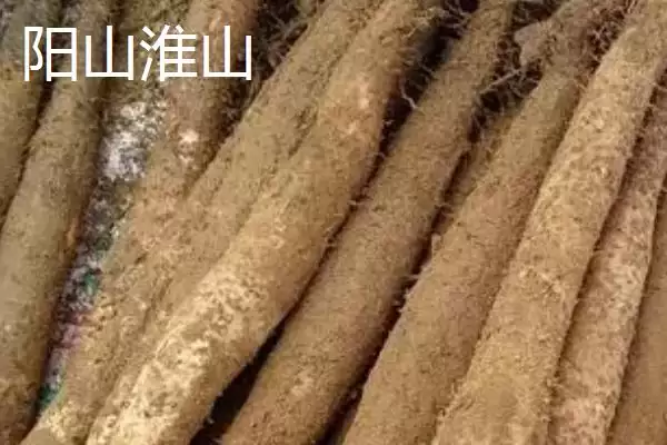广东阳山县的特产是什么呢,洞冠梨是广东阳山县特有的珍果吗插图1 广东阳山县的特产是什么呢,洞冠梨是广东阳山县特有的珍果吗插图1