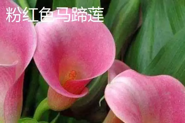 家里不养马蹄莲污染环境易生病害,家里不能养马蹄莲的原因,是这样吗?插图7 家里不养马蹄莲污染环境易生病害,家里不能养马蹄莲的原因,是这样吗?插图7