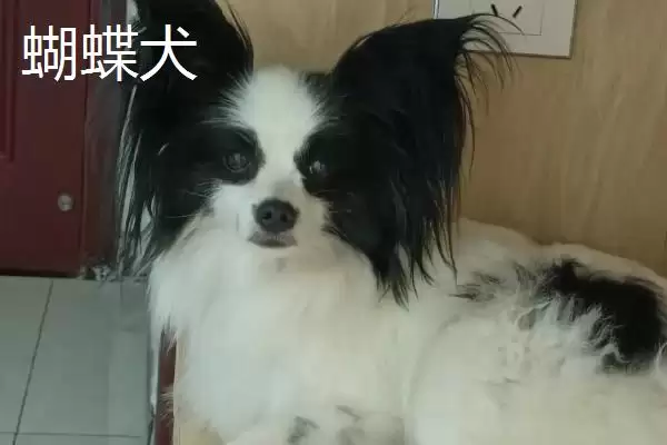 狗狗耳朵掉毛是何缘故,狗狗耳朵掉毛是犬藓或耳螨造成的吗插图3 狗狗耳朵掉毛是何缘故,狗狗耳朵掉毛是犬藓或耳螨造成的吗插图3
