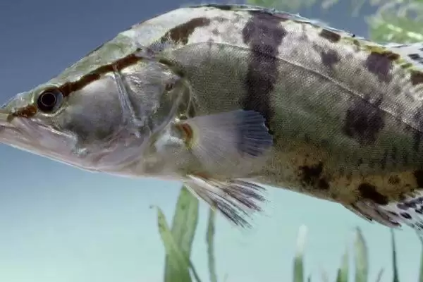 鳜鱼有着怎样的简介呢,鳜鱼是名贵淡水经济鱼种是其简介吗插图2 鳜鱼有着怎样的简介呢,鳜鱼是名贵淡水经济鱼种是其简介吗插图2