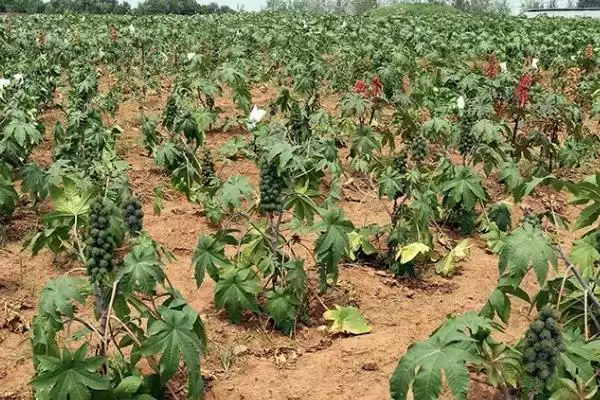 蓖麻的高产种植方法是怎样呢,蓖麻高产种植方法插图4 蓖麻的高产种植方法是怎样呢,蓖麻高产种植方法插图4