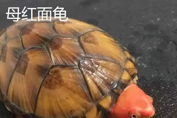 红面龟如何区分公母呢,红面龟可通过尾巴和泄殖孔位置区分公母吗插图2 红面龟如何区分公母呢,红面龟可通过尾巴和泄殖孔位置区分公母吗插图2